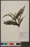 Lindsaea merrillii Copel. subsp. yaeyamensis (Tagawa) K. U. Kramer kt