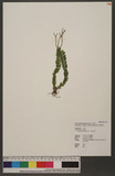 Lycopodium phlegma...