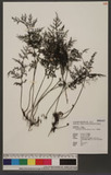 Crepidomanes maximum (Blume) K. Iwats. j~