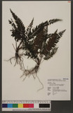 Cephalomanes javanicum (Blume) Bosch var. asplenioides (C. Chr.) K. Iwats. ߻p