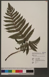 Tectaria kusukusensis (Hayata) Lellinger hTe