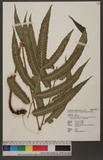 Dryopteris enneaphylla (Bak.) C. Chr. var. pseudosieboldii (Hayata) Tagawa & Iwats. j