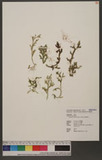 Selaginella repanda (Desv. ex Poir) Spring f