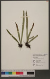 Lepisorus thunbergianus (Kaulf.) Ching ˸