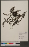 Crepidomanes birmanicum (Bedd.) K. Iwats. تF~