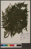 Leptorumohra quadripinnata (Hayata) H. Ito cƸտ