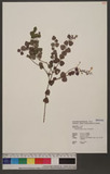 Scutellaria tashir...