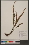 Pyrrosia matsudae (Hayata) Tagawa QФ۸