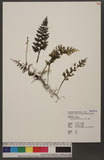 Hymenophyllum badi...