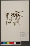 Hymenophyllum oligosorum Makino F