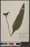 Neolepisorus ensatus (Thunb.) Ching