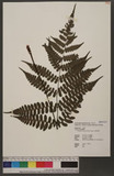 Cornopteris opaca (D. Don) Tagawa ¸s