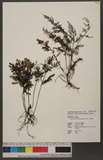 Crepidomanes maximum (Blume) K. Iwats. j~