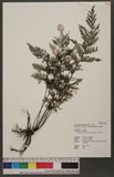 Nesopteris thysanostoma (Makino) Copel. y