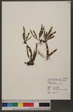Grammitis reinwardtia Blume ݸ