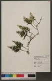 Hymenophyllum badium Hook. & Grev. F