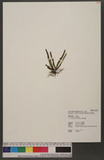 Grammitis fenicis Copel. 擬禾葉蕨