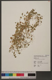 Ranunculus cheirophyllus Hayata xӣ