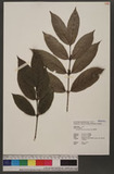 Lasianthus hiiranensis Hayata n˾