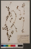 Codonopsis kawakamii Hayata ɤss