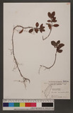 Ardisia japonica (Hornsted) Blume 