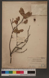 Castanopsis longicaudata (Hayata) Nakai