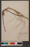 Carex pumila Thunb. p