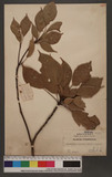Trochodendron aralioides Sieb. & Zucc. 