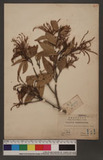 Castanopsis longicaudata (Hayata) Nakai