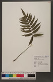 Plagiogyria japonica Nakai تFF