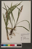 Liriope spicata (Thunb.) Lour. V