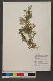 Selaginella heterostachys Bak. Vf