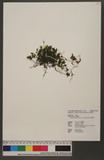 Hymenophyllum olig...