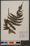 Tectaria kusukusensis (Hayata) Lellinger hTe