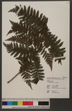 Cyathea loheri Christ nv