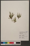 Calymmodon gracilis (Fee) Copel. ]