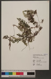 Pleuromanes pallidum (Blume) C. Presl 򸭿