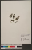 Hymenophyllum denticulatum Sw. p