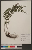 Bolbitis rhizophylla (Kaulf.) Hennipman j뿹