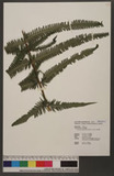 Cyclosorus esquirolii (H. Christ) C. M. Kuo 