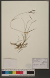 Urochloa glumaris (Trin.) Veldkamp