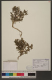 Matricaria matricarioides (Less.) Porter ex Britton