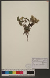 Austroeupatorium inulifolium (Kunth) R. M. King & H. Rob. A