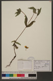 Guizotia abyssinica (L. f.) Cass.