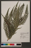 Woodwardia orientalis Sw. var. formosana Rosenst. F誯Ό