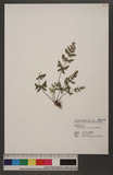 Cheilanthes tenuifolia (Burm. f.) Sw. H̿