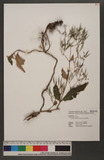 Paraboea swinhoii (Hance) B. L.Burtt ۲