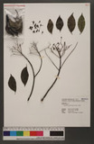 Glycosmis citrifolia (Willd.) Lindl. ۭd