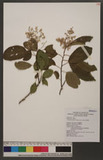 Ehretia thyrsiflora (Sieb. & Zucc.) Nakai p߾