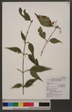 Viburnum luzonicum Rolfe var. formosanum (Hance) Rehder 紅子莢迷